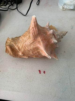 Vintage Large Pink Queen Conch Sea Shell  3
