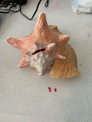 Vintage Large Pink Queen Conch Sea Shell  4
