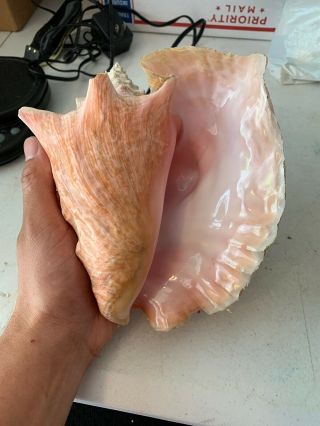Vintage Large Pink Queen Conch Sea Shell  5