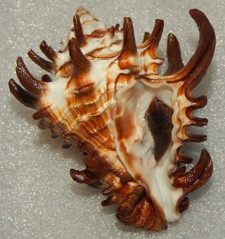 Seashell Vasum Tubiferum 72.  5mm W/o Spine