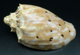 Voluta Cymbiola Sophiae F,  62.  8 Mm Seashell Australia Ig