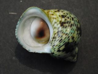 Turbo Crassus Shell Seashell 46 Mm Fiji