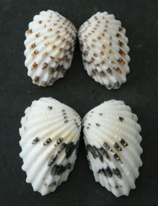 Carditamera Floridana Shell Seashell 30,  35 Mm West Florida Set Of 2