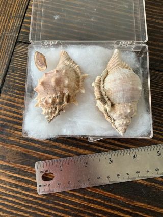 2x Bursa Mesogastropoda F,  Bursidae Shell 