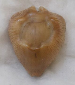 Shell Cypraea (barycypraea) Caputviperae 39.  5mm