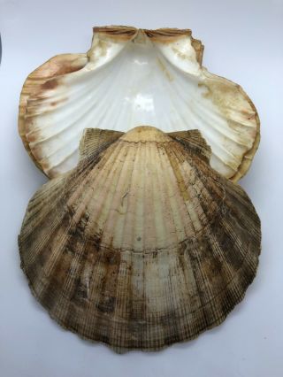 Set Of 4 Large Real Scallop Shells