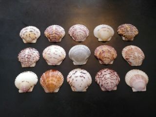15 Large Multi Colored Scallop Sea Shells From Sanibel Island