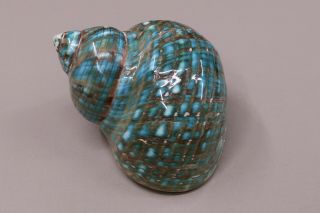 Polished Turbo Shell Green - Decor Approx.  4 Inch - 10 Cm -