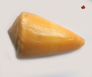 Conus Caucus F.  Croceus Dominican Républic 33,  8 Mm F,  Bright Yellow,  Rare