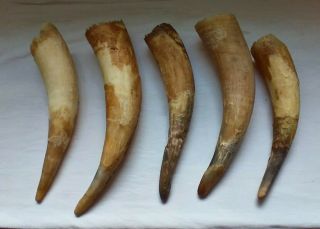 5 - Raw Unfinished Cow Horn Scrimshaw Carving Craft Decor 10 " To 13 " Long