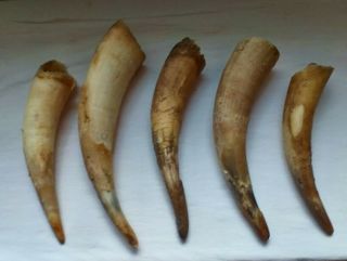 5 - RAW UNFINISHED COW HORN SCRIMSHAW CARVING CRAFT DECOR 10 
