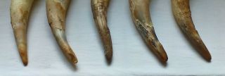 5 - RAW UNFINISHED COW HORN SCRIMSHAW CARVING CRAFT DECOR 10 