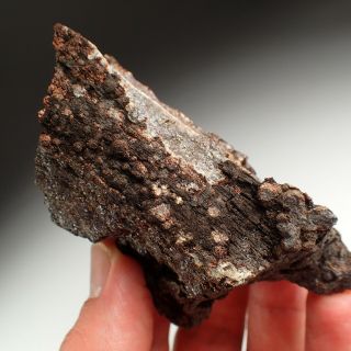 Siderite Pseudomorph After Fossil Wood Rare Bilina,  Czech Republic