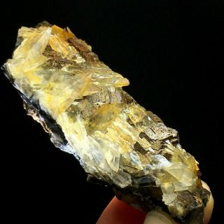 137.  5natural Yellow Dog Tooth Wheels Calcite Crystal Cluster Mineral Specimen