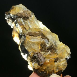 137.  5Natural Yellow Dog Tooth Wheels Calcite Crystal Cluster Mineral Specimen 3