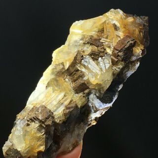 137.  5Natural Yellow Dog Tooth Wheels Calcite Crystal Cluster Mineral Specimen 5