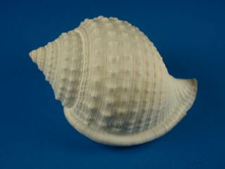 Galeodea Leucodoma,  Sculpture,  57.  7mm,  South China Sea Shell