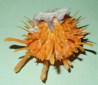 Philippines Seashell - Spondylus Variegatus Barbatus Orange 55mm - F,  9324