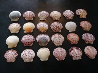 24 Colorful Scallop Sea Shells From Sanibel Island