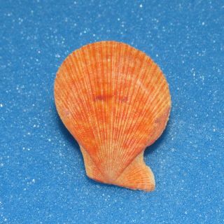 Seashells Chlamys Sentis,  Sambo Reef,  Shells Pec630