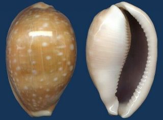 Shell Cypraea Vitellus Freak Aperture Seashell
