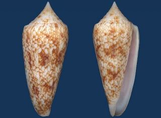 Shell Conus Neptunus Seashell