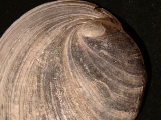 Haliotis cracherodii 117.  2 mm 3