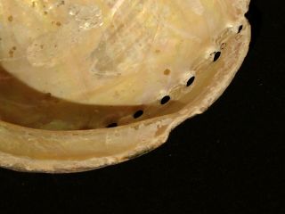 Haliotis cracherodii 117.  2 mm 5