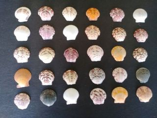 30 Scallop Sea Shells From Sanibel Island,  Assorted Colors.