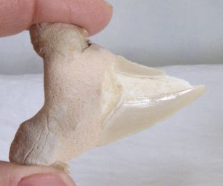 4710 Fossilized Shark Tooth - Morocco
