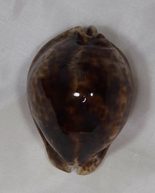 Seashell Cypraea Stercoraria Selected