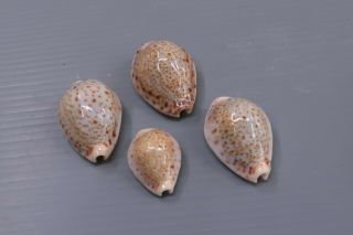 Cypraea Turdus - Set Of 4 Djibouti,  / - 20/34 Mm Gem -
