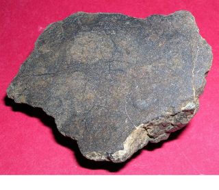 Al Haggounia 001 Meteorite: 59.  5 Gram Polished End Cut