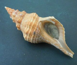 Triplofusus Giganteus Shell Seashell 158 Mm Florida