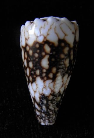 Seashell Conus Bandanus Vidua Stunning Dwarf 25mm F,