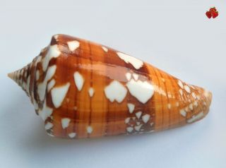 Conus Castaneofasciatus Thailand 69,  3 Mm F3/gem Quality