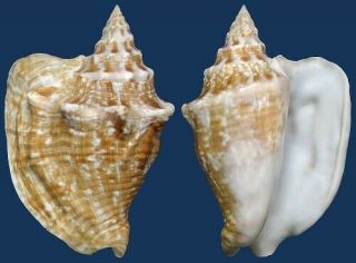 Shell Strombus Costatus Seashell