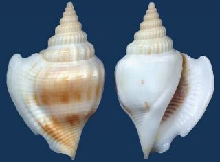 Shell Strombus Labiosa Teschi Seashell