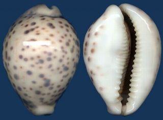 Shell Cypraea Tigris Pardalis Seashell