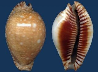 Shell Cypraea Guttata Seashell