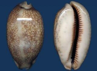 Shell Cypraea Eglantina L Seashell