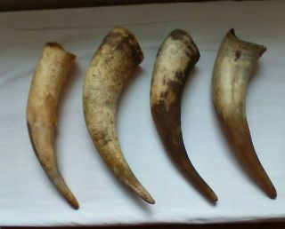 4 - Raw Unfinished Cow Horn Scrimshaw Carving Craft Decor 12 " To 14 " Long