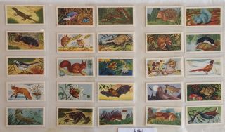 Animals Of The Countryside 1959 Sweetule Products Full Set Trading Cards (a46)