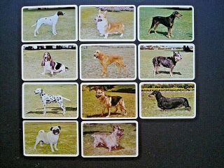 Golden Fleece Dog Series Near Complete Set 35/36