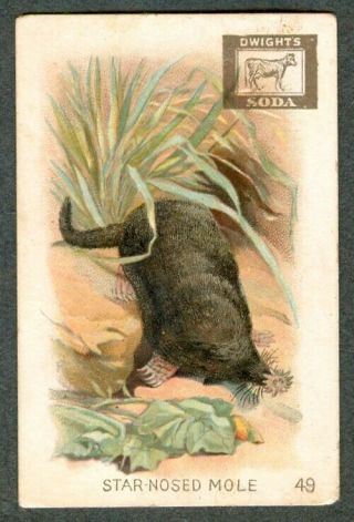 1897 Star Nose Mole Animal Series Card Arm & Hammer Soda J10 Church & Dwight