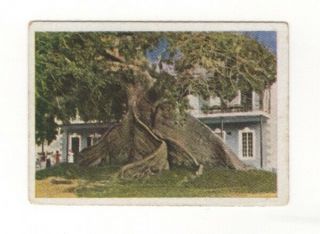 German World Wonders Series.  Silk - Cotton Tree Of The West Indies