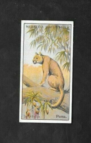 Nestle 1910 Scarce (animals) Type Card  Puma - Wild Animals Serie 2