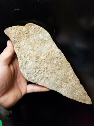 Huge Native American Birdstone Bird Effigy Ceremonial Artifact Figure Stone