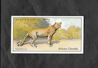 Nestle 1910 Scarce (animals) Type Card " 7 Cheetah - Wild Animals Serie 2 "