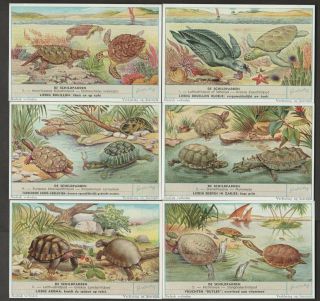 Liebig Trading Cards Set Of 6 In Dutch - Turtles